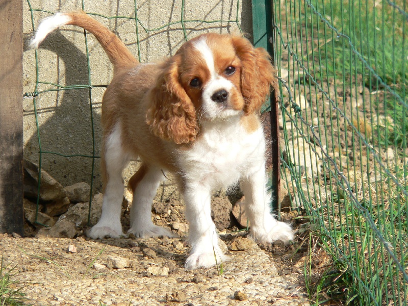 Elium Des petits anges