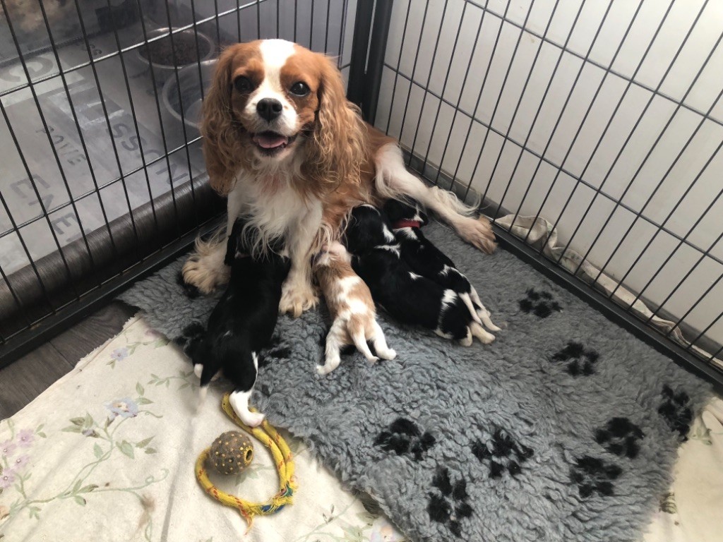 du nid douillet - Cavalier King Charles Spaniel - Portée née le 22/04/2018