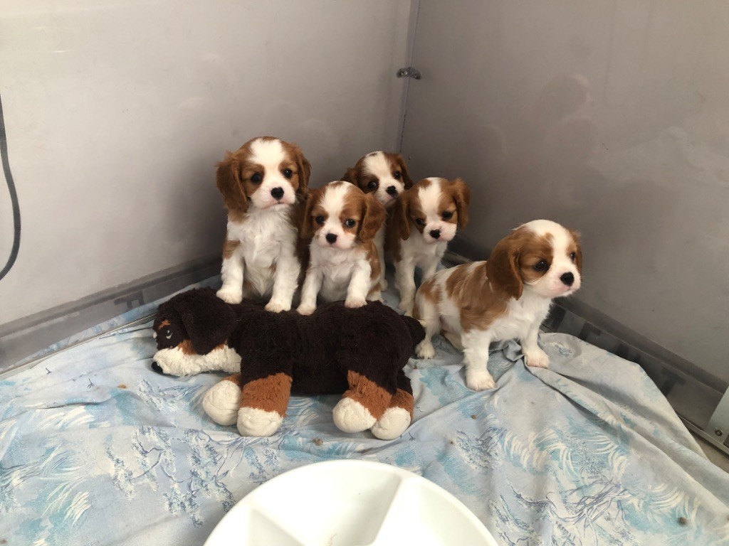 chiot Cavalier King Charles Spaniel du nid douillet