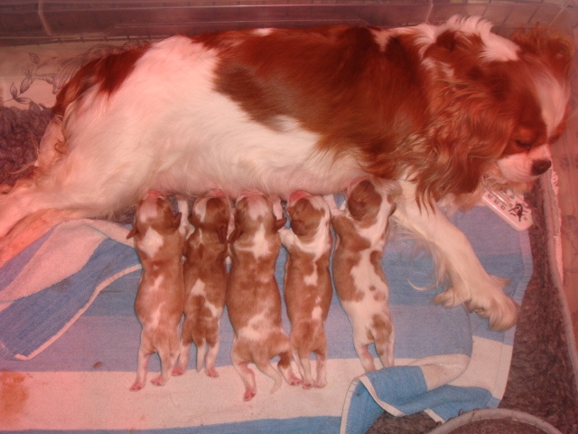 du nid douillet - Cavalier King Charles Spaniel - Portée née le 23/11/2011