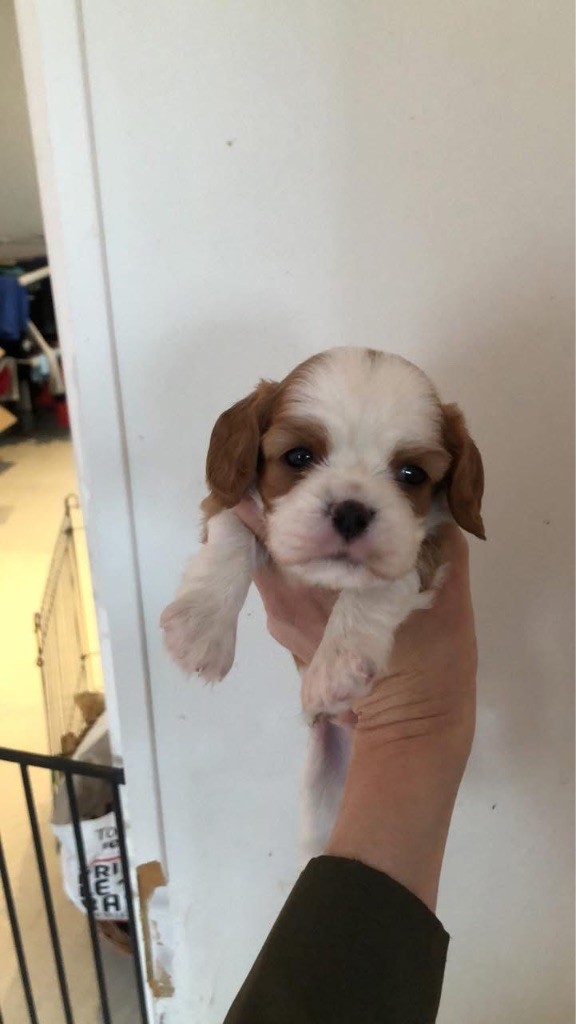 du nid douillet - Chiot disponible  - Cavalier King Charles Spaniel