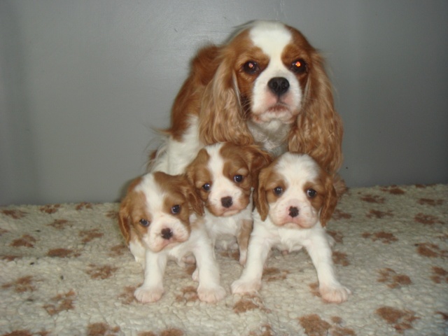 du nid douillet - Cavalier King Charles Spaniel - Portée née le 18/04/2013