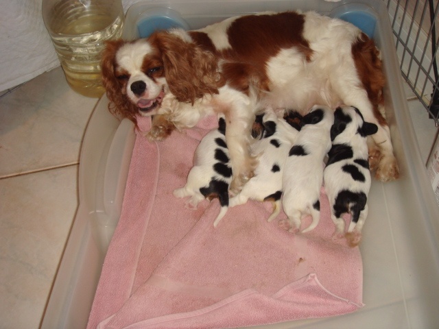 du nid douillet - Cavalier King Charles Spaniel - Portée née le 19/06/2009