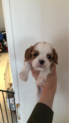 du nid douillet - Cavalier King Charles Spaniel - Portée née le 12/11/2024