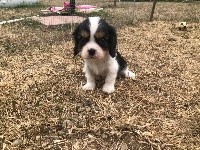 du nid douillet - Cavalier King Charles Spaniel - Portée née le 16/06/2018