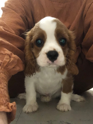 du nid douillet - Cavalier King Charles Spaniel - Portée née le 11/04/2024