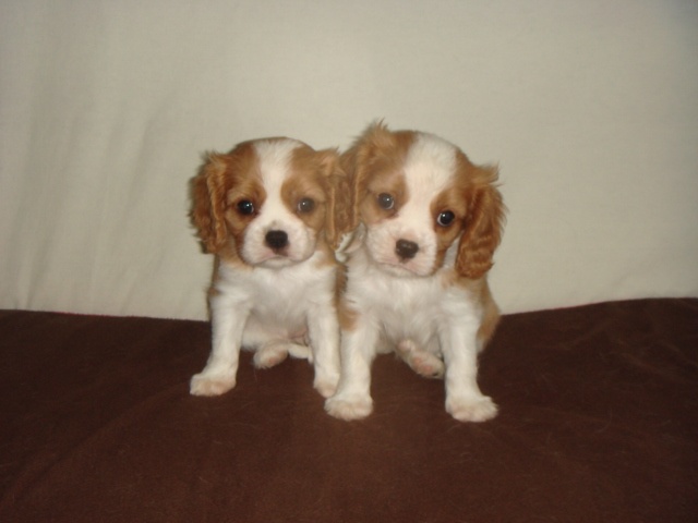 du nid douillet - Cavalier King Charles Spaniel - Portée née le 28/03/2013